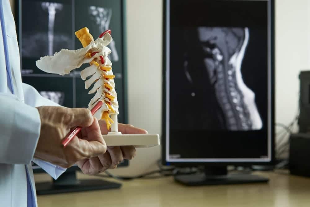 doctor pointing model of the neck using a pencil