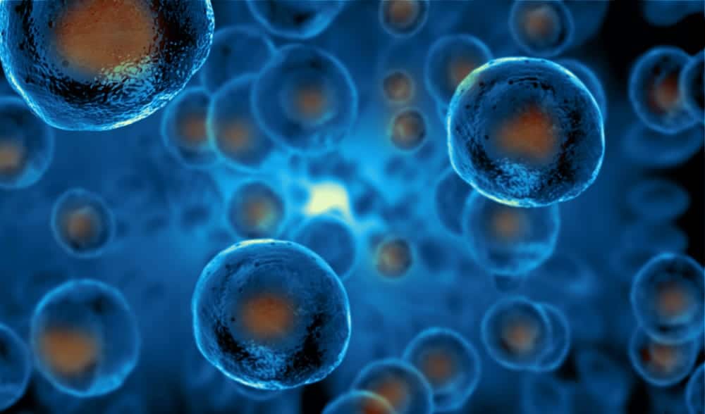 Close view of regenerative stem cells